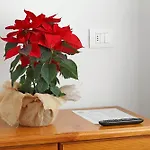 Trieste - Lorenzago Casa de hóspedes 3*